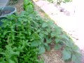 Click here to watch this video Ryan's Garden and Trees_Entry 1.5_5/24/2012_(Veggie and Fruit Cocktail Tree & Husk Cherries)