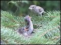 wildlife video introduction