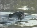 wildlife video introduction