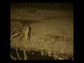 Waterhole Safari with Ben Waddams