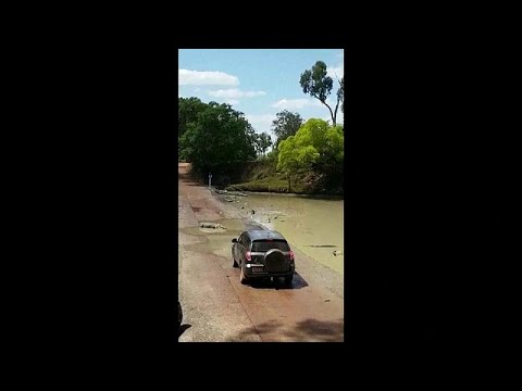 Krokodile in einem Nationalpark im Norden Australiens