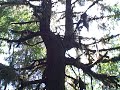 DriveAbout 111 - Redwood National Park, CA
