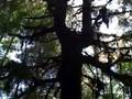 DriveAbout 111 - Redwood National Park, CA
