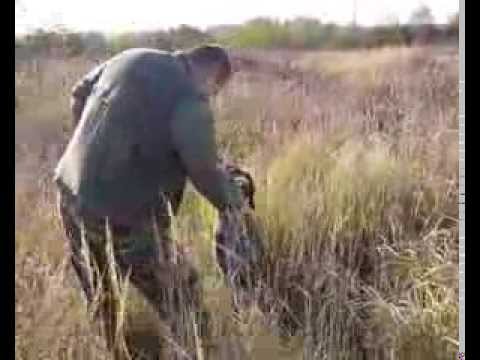 Drahthaar Energo Vom Tigra Haus lov i trening nov 2009_0001.wmv