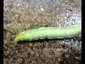 Caterpillar