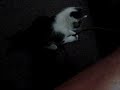 A kitten named Toivo playing with a bungee cord to Willie Nelson's version of Stardust.