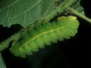 Luna Moth life cycle
