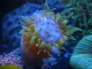 Dendro Eating 2