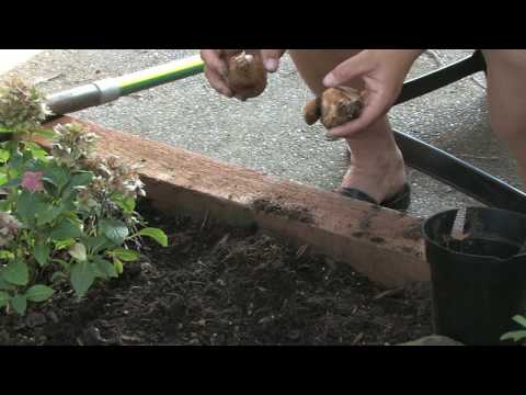 how to transplant jonquils