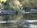 in the fisheries pool