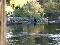 in the fisheries pool