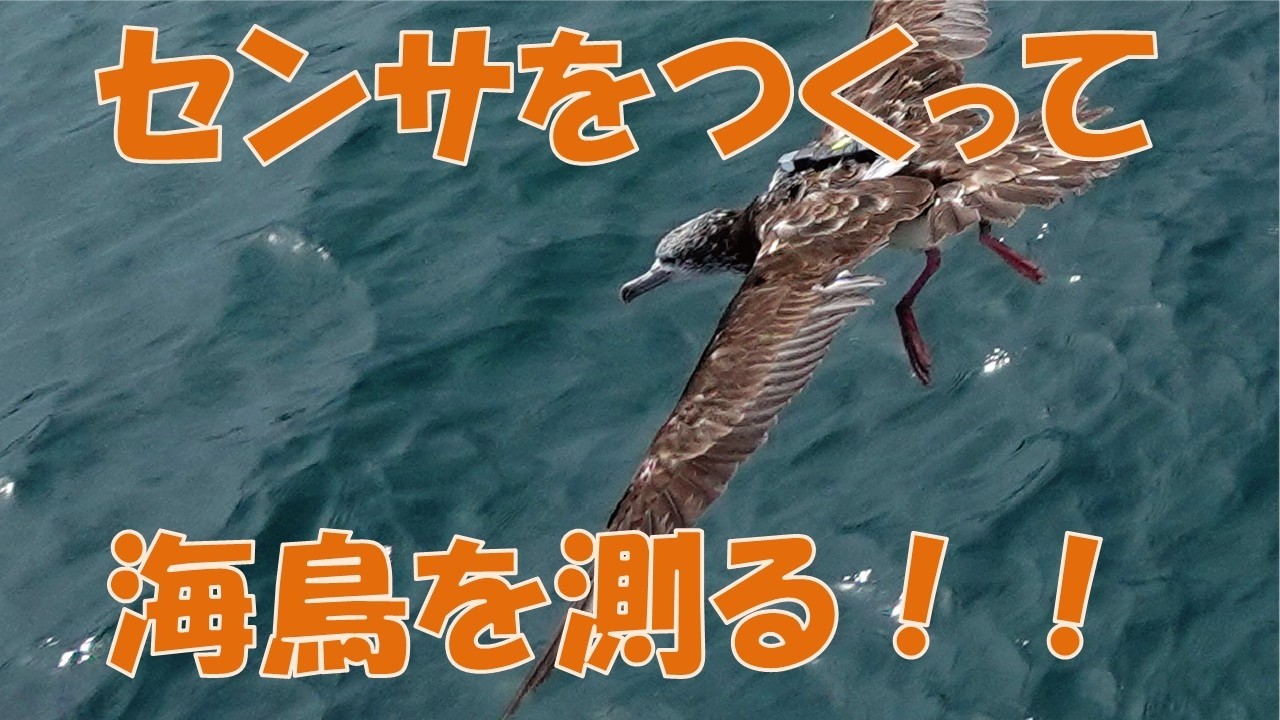 【博士学生・研究紹介】センサをつくって海鳥を測る！！
