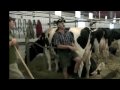Canadian National Holstein Show - Grand Champions