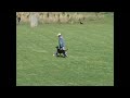 Click here to watch this video Ascomannis Ramona_BH_onleash.wmv