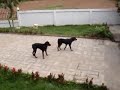Rotweiler Smá tilraun međ Video Rotweiler Smá tilraun međ Video