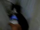 Video Pelik