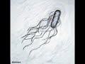 Bactéria(Salmonella sp) invadindo uma célula