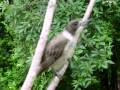 videos de Song of the Butcher Bird