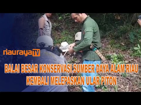 BALAI BESAR KONSERVASI SUMBER DAYA ALAM RIAU KEMBALI MELEPASKAN ULAR PITON