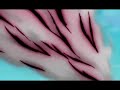 Bleach: !Destiny! | Ichigo vs Grimmjow | - Thumb #2