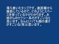 アルゼンチンタンゴ