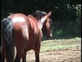 2004 filly by German Riding Pony, Makuba