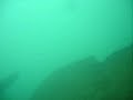PESCA SUBMARINA DOBLETE LUBINAS/ROBALOS
