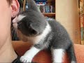 Kitten plays with earring