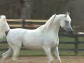 Audacious PS, Arabian stallion Audacious PS, Arabian stallion