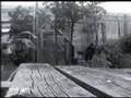 Silent Movie : Zombie Rat!!!