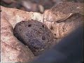 Buscando trufas: Tuber melanosporum