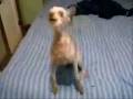 videos de chien qui veut manger ..