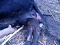 Cow Carcus (died giving birth) RIP Cow Carcus (died giving birth) RIP