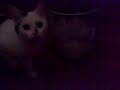Cat playing mother