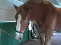 Giddy up: Horses return to Mackinac Island Giddy up: Horses return to Mackinac Island