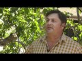Meet The Most Famous Fig Tree In Ventura County! 