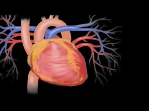 muscular - Program Overview: For more information: http://www.heatinc.ca/anatomy-and-physiology-series-the-muscular-system/ Product Code: CLP007 1. Give the four proper...