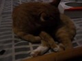 Marmalade the Cat, Washing (her?)self.