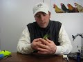 Blending Bucktail
