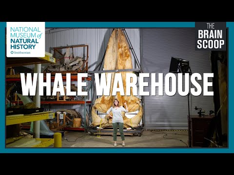Inside the Whale Warehouse