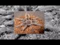 videos de Lasiodora difficilis HD picture slideshow 001