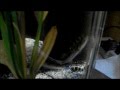 Figure Eight Puffer (first day)