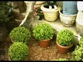 Ra�zes Floricultura