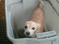 spike takes a bath