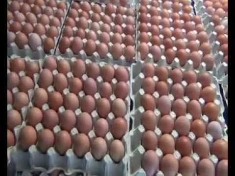 ΚΟΤΕΤΣΙΑ -