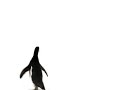 Telus - penguins - home sitter