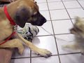 Sirius Puppy Training - Start of a beautiful relationship