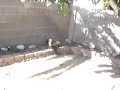 Killer dog 3!!!!