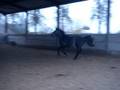 videos de Tenshi