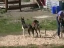 Goin' to the Dogs